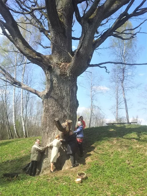 Šaukšteliškių-ąžuolas